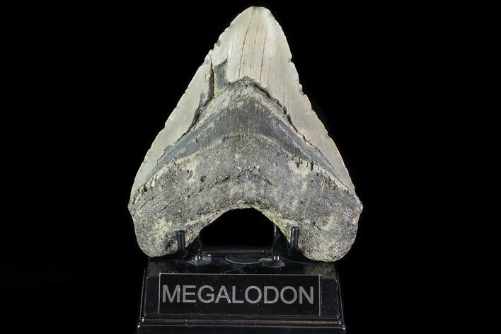Bargain, Megalodon Tooth - North Carolina #82911